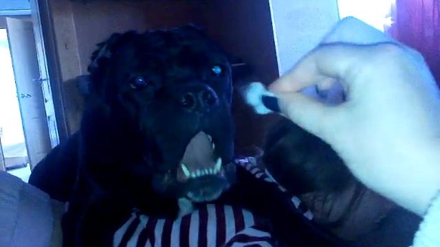 Кане-Корсо массажист - слабонервным не смотреть! смотреть онлайн