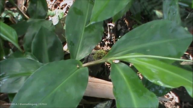 Tanaman Lengkuas atau Laos ( Alpinia Galanga ) смотреть онлайн