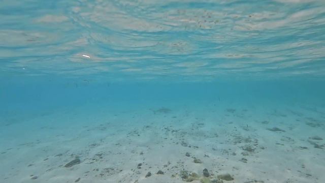 Море... #maldives #thoddoo #4k #underwater #underwaterworld смотреть онлайн