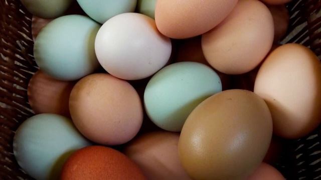 Easter Egger Chickens | Assorted Egg Colours