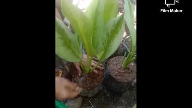 AGLAONEMA SILVER FROST |TRANSFERING PLANTS