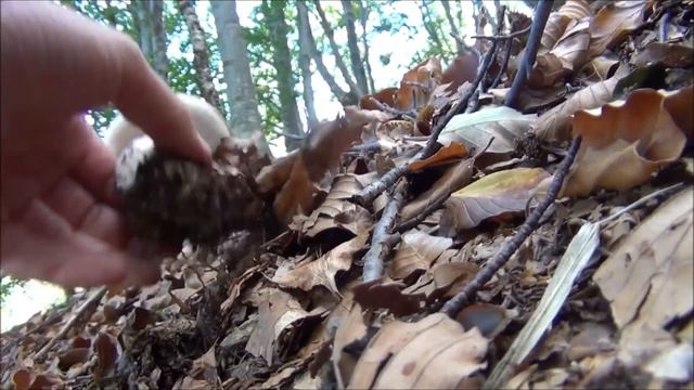 The Best Porcini 2011-VideoRicordi di stagione смотреть онлайн