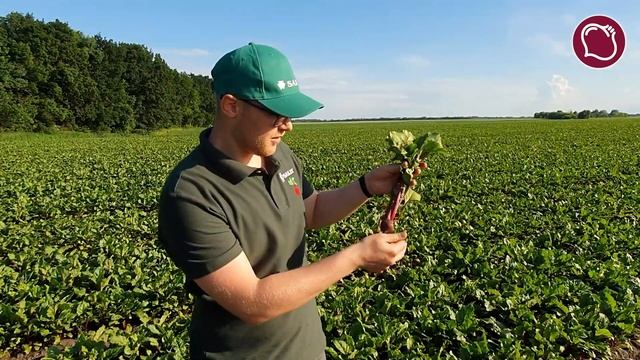 Самый сладкий буряк в Украине. КЕСТРЕЛ F1 от SAKATА. Киевская область. смотреть онлайн