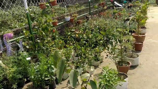 Indoor Plant/Natna Green view Nursery#karimpur #gardening #fertilizer#roofgarden|অনলাইন গাছ смотреть онлайн