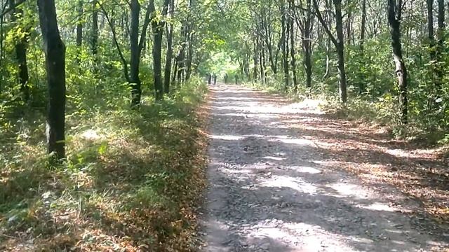 Военно-патриотическая игра "О'Зарница" смотреть онлайн