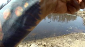 Уклейка на Рузе в апреле