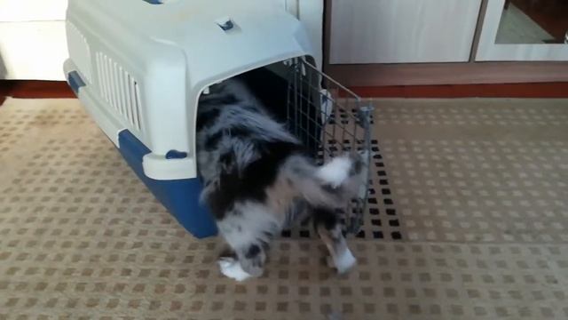 Как приучить щенка к переноске. смотреть онлайн