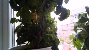 Томат "Балконное чудо желтое"