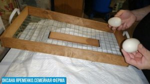 Инкубация утиного яйца