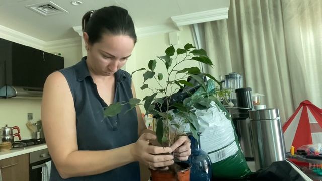 Размножаю фикус Бенджамина / посадка фикуса в грунт / мои комнатные цветы /