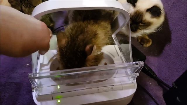 Смышленая кошка Весна. смотреть онлайн