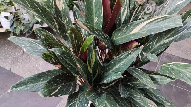 Diary 21: Stromanthe Magic Star || Super lush na! ??? смотреть онлайн