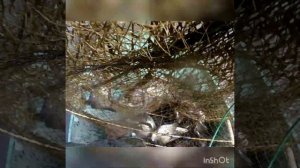 вентеря и лещ