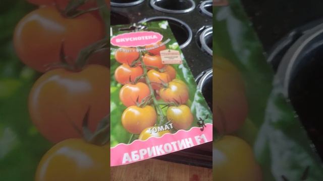 Томаты стремительно прорастают. Абрикотин, Вкуснотека. смотреть онлайн