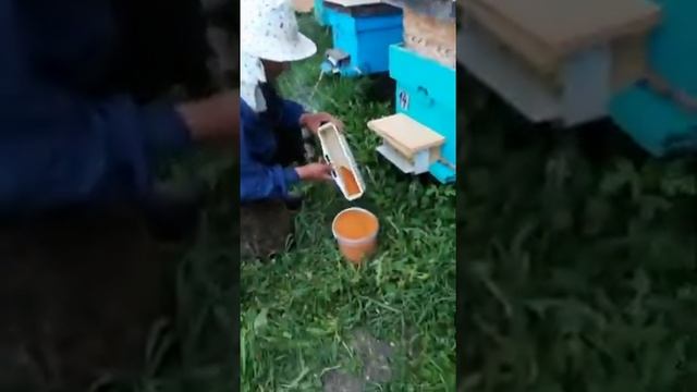 Собираем пыльцу с одуванчика смотреть онлайн