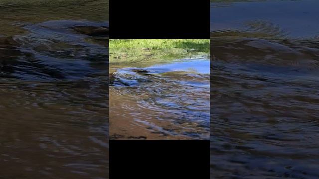 поющий ручей