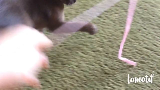 Бурма. Котята. Кемерово смотреть онлайн