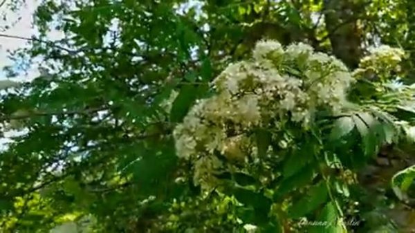 4K Цветущая рябина Жужжание пчёл Пение птиц - Blooming mountain ash Bees buzzing Birds singing