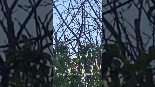 Вяхирь или Витютень / редкая, охраняемая птица #птица #весна #природа #вяхирь #витютень смотреть онлайн