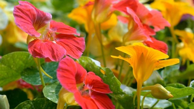 Музыка для души. Невероятно красивая музыка Сергея Чекалина. смотреть онлайн