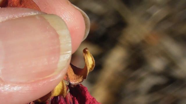 Amazing Legrelliae Pomegranate Flowers 🌸 смотреть онлайн