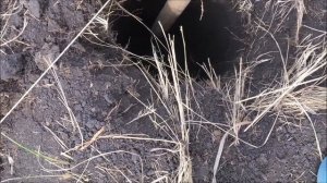 Кто живёт на нашем участке? Мышь полевка, крыса, землеройка? Спасение ящерицы.