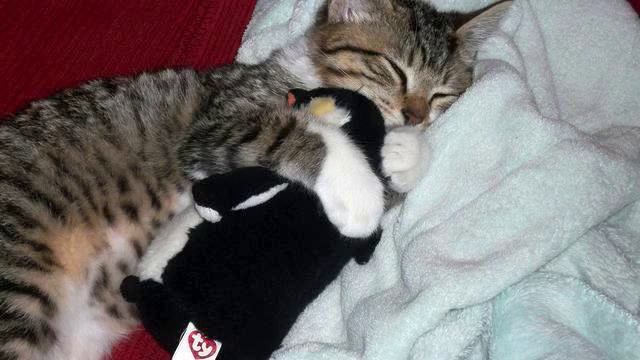 Музыка нет зайцев. Сказочная новинка.! Я тащусь! смотреть онлайн