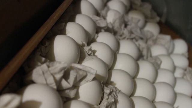 ЦЫПЛЯТ ЗАДОХЛИКОВ НЕ БУДЕТ! СМОТРИ И ДЕЙСТВУЙ! смотреть онлайн