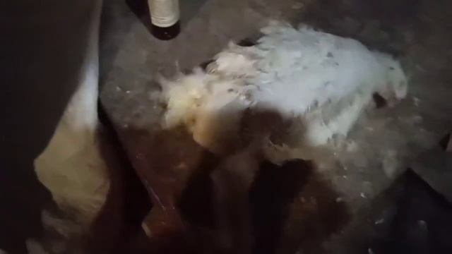 1-5 сутки вес цыплят.Бройлер зачихал. смотреть онлайн