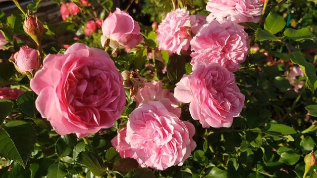 Розовая клумба. Холодные и горячие оттенки цвета.