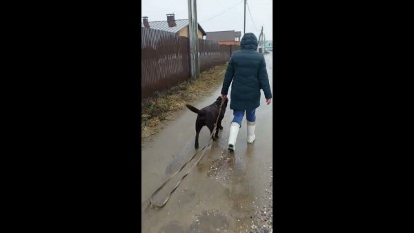 прогулка под дождем