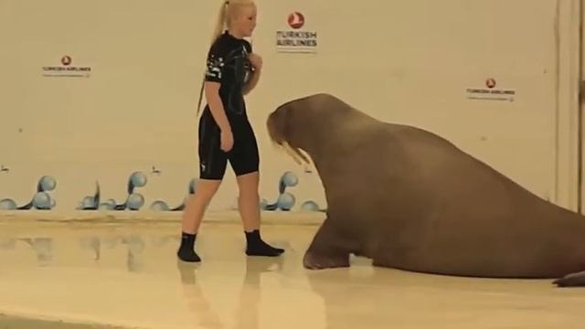 ?Зарядка от моржа? Как быстро поднять НАСТРОЕНИЕ и уровень ЭНЕРГИИ смотреть онлайн