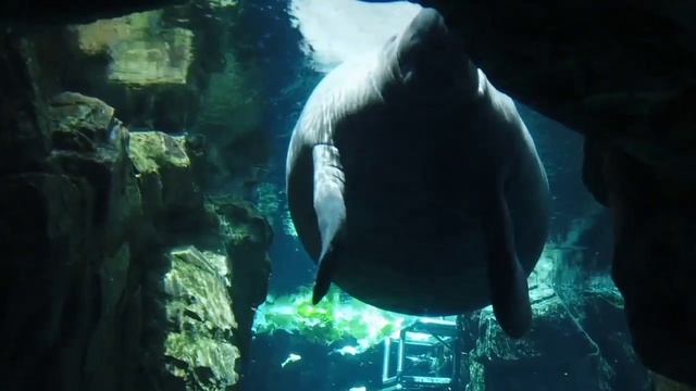 Animals for Kids | Zoo animals,sea animals,farm animals and insects смотреть онлайн