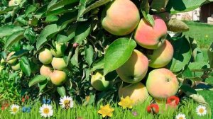 Яблоня колоновидная Президент ? Обзор: посадка и уход. саженцы, крупномеры: описание и особенности