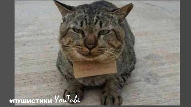 Как так?! Такого не может быть?! Записку прицепили к ошейнику котейки. смотреть онлайн
