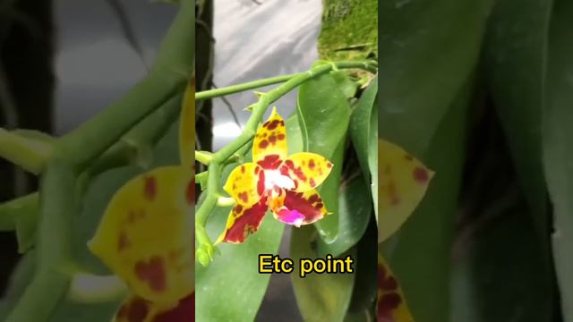 #orchid#vanda_hybrid#beautiful_flower смотреть онлайн