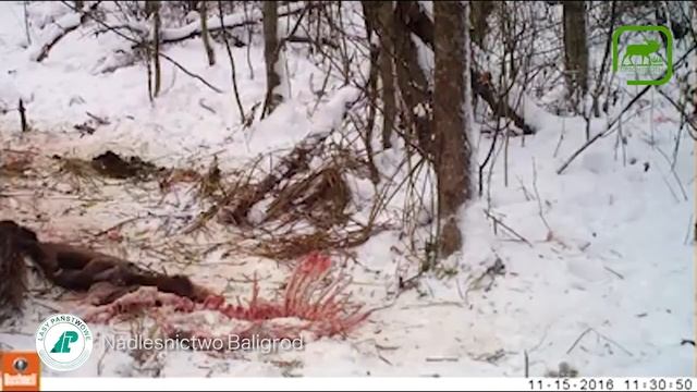 #9 Медведь пришел на падаль для волков. смотреть онлайн
