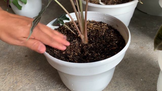 Diferencia Entre Las  ALOCASIA AMAZÓNICA Y LA ALOCASIA POLLY