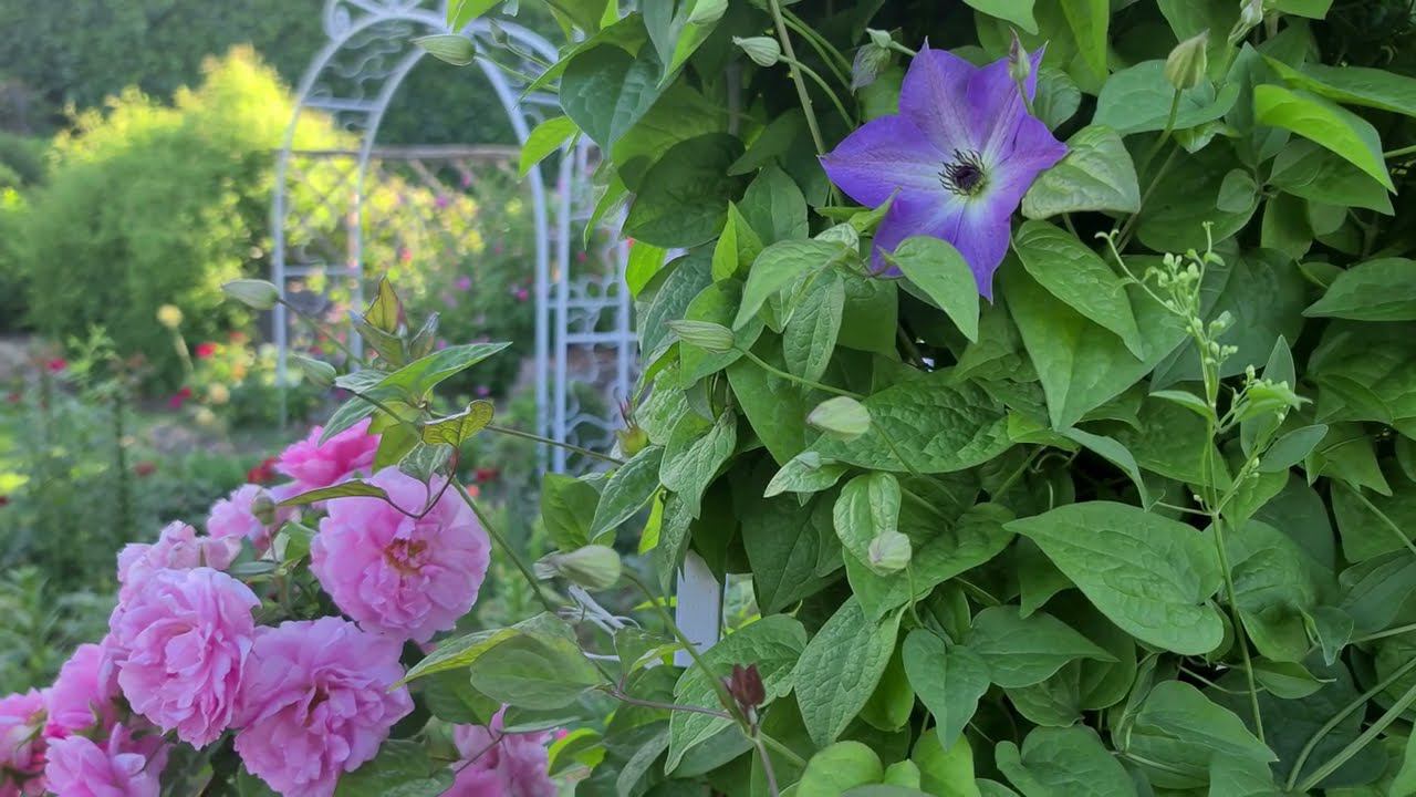 Вернулась посылка с саженцами. Месяц в коробке. Кто выжил? смотреть онлайн