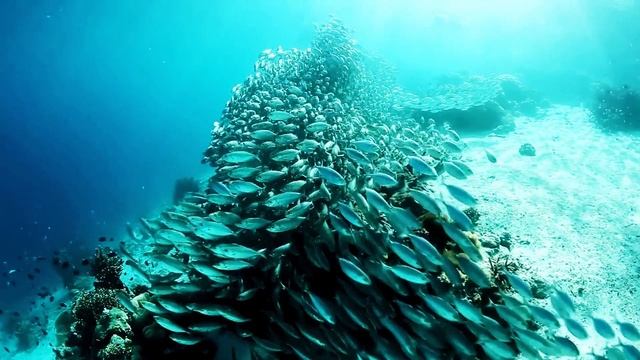 Peaceful Music _ Soft Cinematic Background Music.mp4