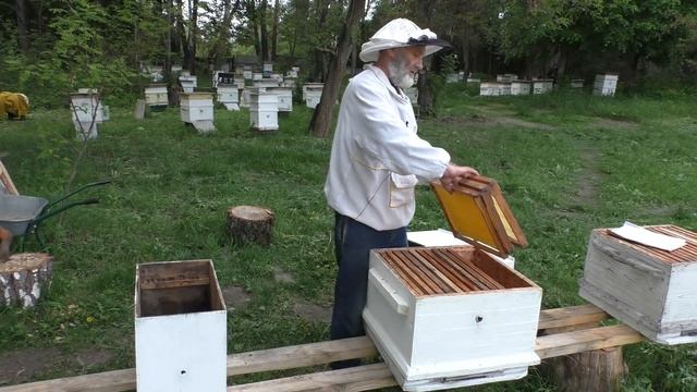 УВЕЛИЧИТЬ ПАСЕКУ ЗА СЧЁТ РОЕВЫХ СЕМЕЙ. смотреть онлайн