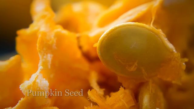 Garden Macro Photos - A Visual Treat! смотреть онлайн