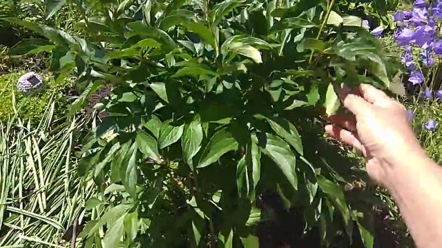 Уход за кустами пионов после цветения. смотреть онлайн