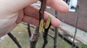 Прививка яблони вприкладку, апрель 2022