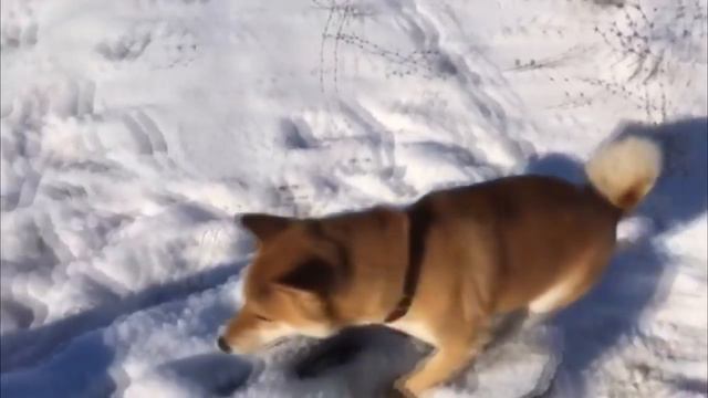 Что такое "Это Фиаско, братан" // Что значит этот мем смотреть онлайн