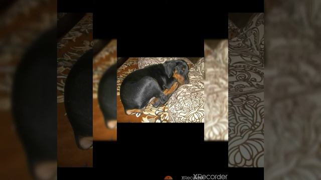 Джесси растёт вместе с вами❣ смотреть онлайн
