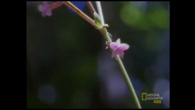 Муравей-листорез смотреть онлайн