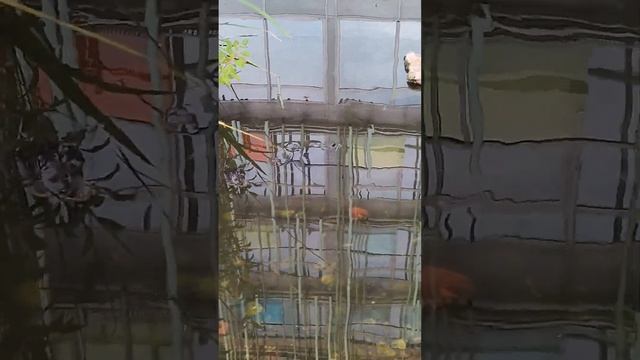 Красноухие черепахи в центре Москвы! Дальше интересно. Часть1 смотреть онлайн