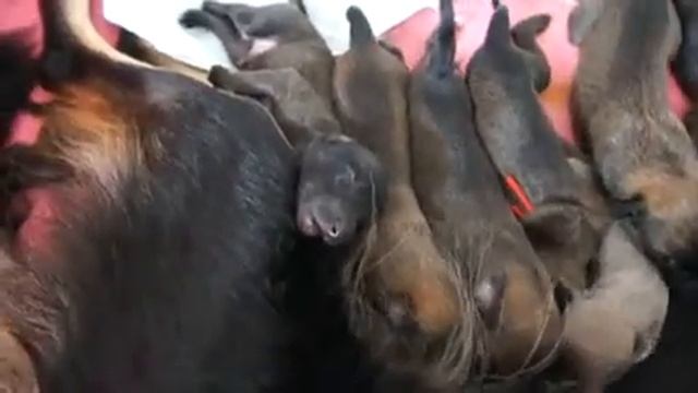 A-Wurf von Spirit of Chayenne Amandine Chanel, Silken Windsprite Longhaired Whippet смотреть онлайн