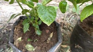 Замучила тля на перцах и огурцах, срочно обработайте этим средством